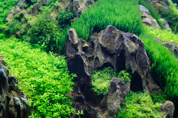 Wall Mural - Beautiful freshwater aquarium aquatic plants with horned Nerite Snail (Clithon corona) and  aquarium fish