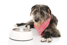 FUNNY DOG EATING FOOD. SHEEPDOG  WEARING A CHECKERED NAPKIN LYING DOWN NEXT TO A EMPTY BOWL. ISOLATED SHOT AGAINST WHITE BACKGROUND.