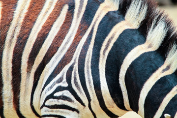 Wall Mural - Closeup of the stripes of a Chapman's zebra (Equus quagga chapmani).