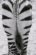 Zebra Hintern