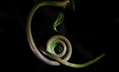 Canvas Print - Twisted vines at night in Cahuita, Costa Rica.