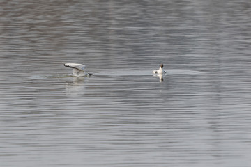 Canvas Print - Seagull landing on the surface.