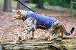 A bengal cat in a harness walks across a log in a forest in Nesscliffe, Shropshire, England.