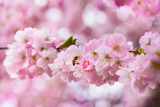 Fototapeta Kwiaty - flowers in spring