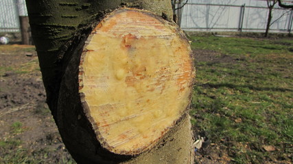 Groom cutting tree trunk with saw. In sun light on wedding day as symbol of love