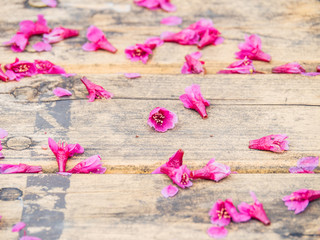 Poster - Cherry blossoms