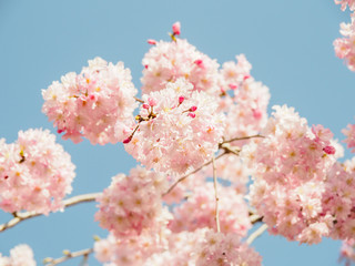 Sticker - Cherry blossoms