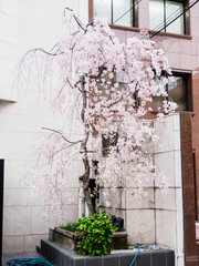 Canvas Print - Cherry blossoms