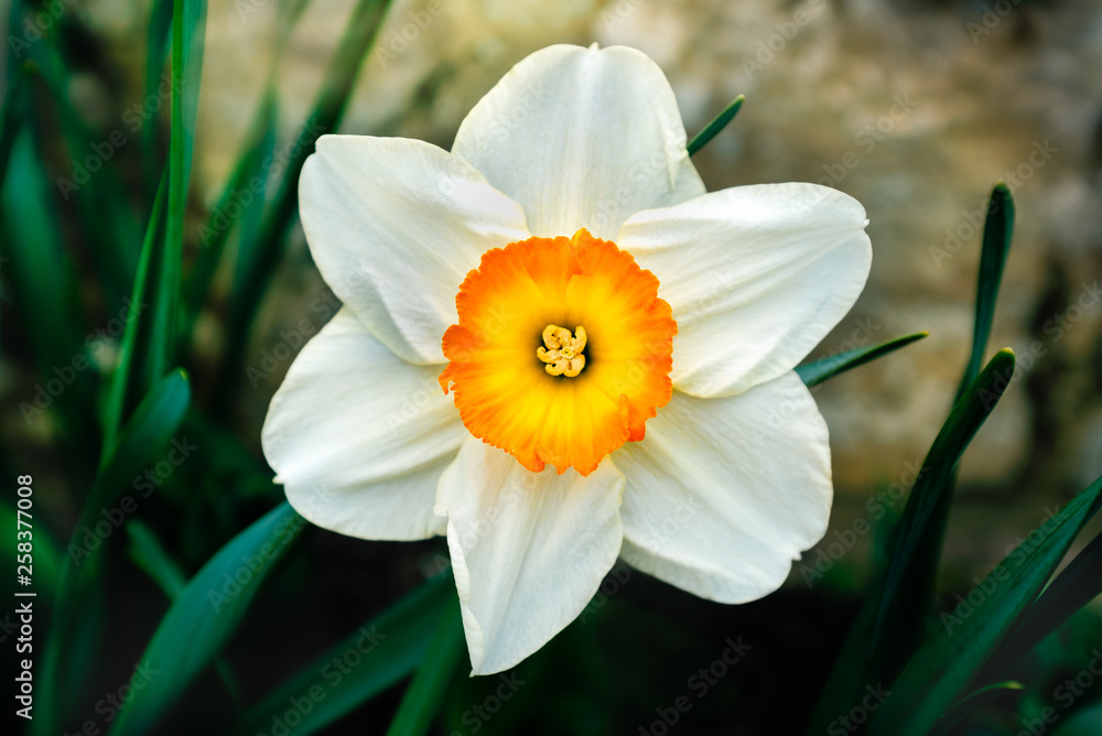 Beautiful delicate, single white petal daffodil flower with a golden, orange and yellow centre. - obrazy, fototapety, plakaty 