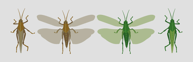 Wall Mural - locuset large tropical grasshopper with strong powers of flight