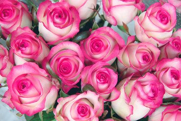 Sticker - pink roses background