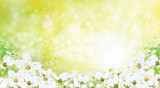 Fototapeta Natura - Vector spring floral background.