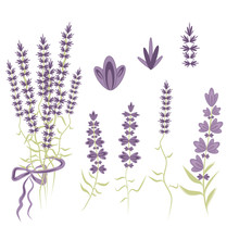 Set Vector Elements For  Lavender Design In The Style Of Provence, Lavender Flowers To Create A Romantic Gentle Compositions.