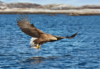 Close up of a White-tailed sea Eagle catching a fish