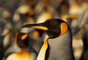 Wall Mural - close-up of an adult king penguin