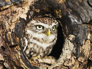little owl perched in a tree trunk