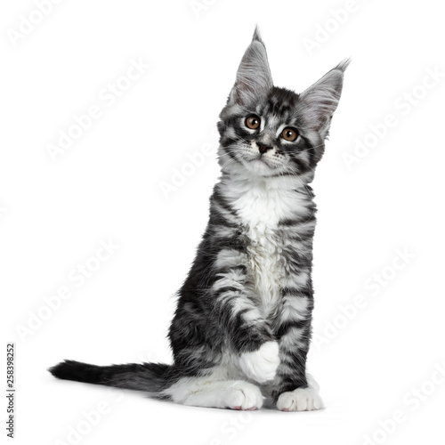 Cute Black Silver Tabby Maine Coon Cat Kitten Sitting Straigth Up