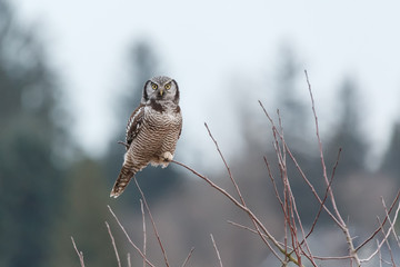 northern hawk owl