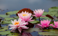 Pink Lotus Flowers , Waterlily Closeup