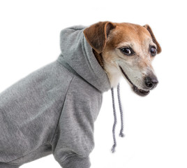 Wall Mural - Dog in gray hoodie. Relaxed casual outfit. Smiling face. Side view. White background