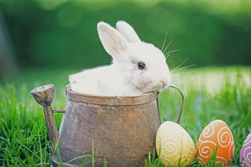 Wall Mural - easter card with little baby bunny in basket