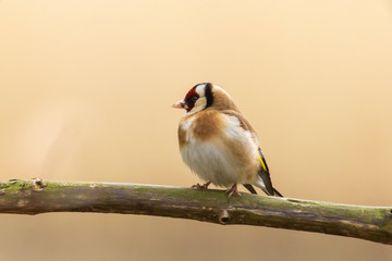 Wall Mural - European goldfinch bird, Carduelis carduelis, perched in a tree