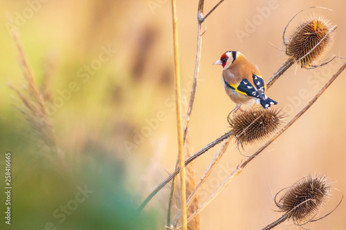 Fotomural European goldfinch bird, (Carduelis carduelis), feeding on Teasel Dipsacus
