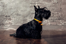 Scottish Terrier Puppy Is Posing In Studio On Wooden Background