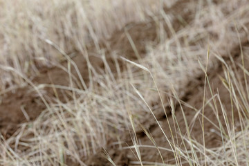 Rows of hay grass 