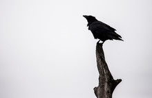 Silhouette Of A Raven Perched On A Post.