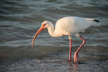 Wall Mural - Closeup White Ibis fishing in the ocean's surf.