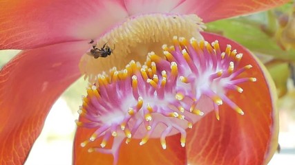 Wall Mural - Close up of pollen Cannonball tree (Couroupita guianensis Aubl) , Sal flowers, in nature.