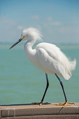 Wall Mural - A Snowy Egret makes a pest of himself on a fishing pier.