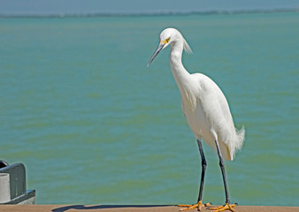 Wall Mural - A Snowy Egret makes a pest of himself on a fishing pier.