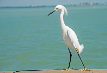 Wall Mural - A Snowy Egret makes a pest of himself on a fishing pier.