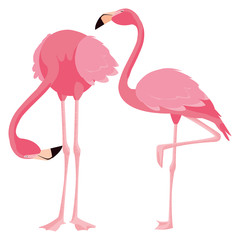 Wall Mural - elegant flamingo birds couple