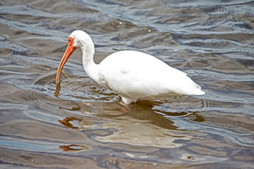 Wall Mural - An adult White Ibis fishing in the surf.