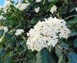 © Olga - Close up of viburnum tinus  (Laurustinus) tree flowers in bloom in soft morning light. Evergreen tree, cold resistance up to -15 degrees below zero Celsius.