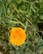 Close up picture of beautiful orange California Poppy in green grass in the middle of a field on a sunny day