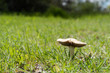 A wild mushroom in a green field of grass on a sunny day