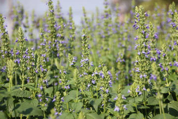 Chia flower, organic crop at the garden.