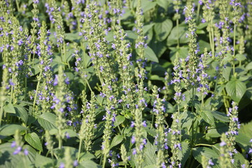 Chia flower, organic crop at the garden.