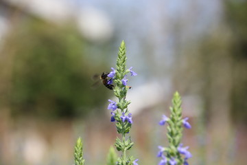 Purple Chia flower.