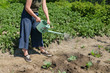 © evelinphoto - Girl watering cabbage from watering can. Gardener is  watering the seedlings in the flower beds.