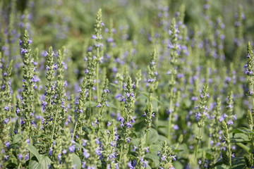 Wall Mural - Chia flower are blooming with green leaf and stem, planting at the field on tropical zone of Thailand.