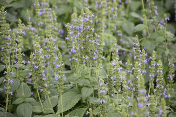 Wall Mural - Chia flower are blooming with green leaf and stem, planting at the field on tropical zone of Thailand.