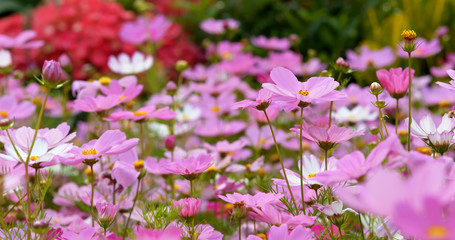 Wall Mural - Pink cosmos flower meadow