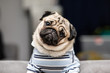 © 220 Selfmade studio - cute dog pug breed have a question and making funny face feeling so happiness and fun,Selective focus