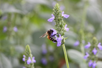 Wall Mural - Bee with chia flower is bloom, crop planting at the field.