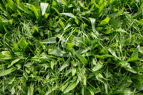 Fotografía Environmental plantain and Italian ryegrass grown in a farm field for winter sto